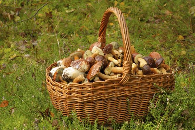 Grzyby marynowane w oliwie z oliwek: wykwintne i delikatne