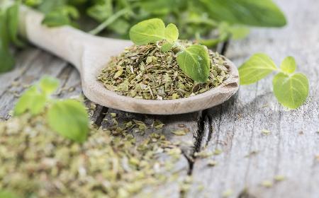 Oregano, czyli lebiodka pospolita - jakie ma właściwości korzystne dla zdrowia?